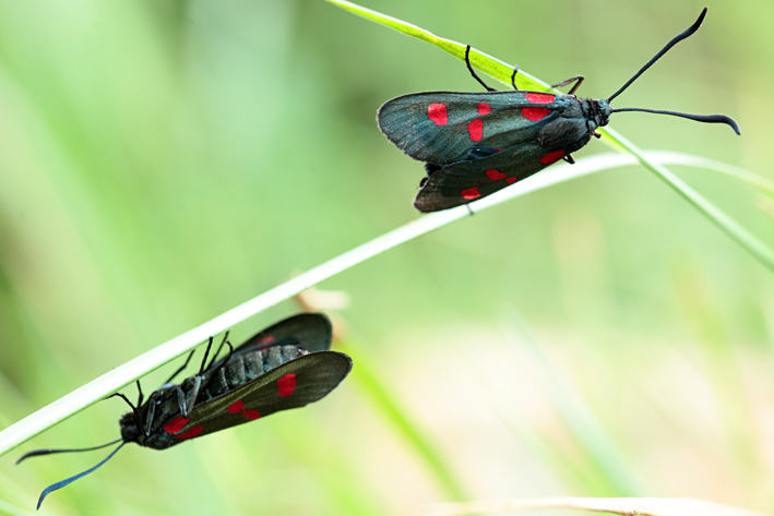 Zygaena lavandulae?